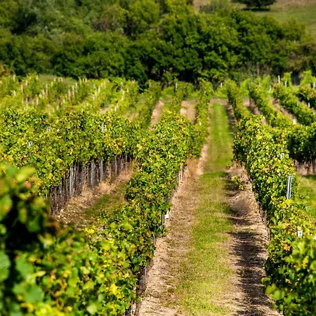 Vinarsky Dum, Vinarstvi Popela 게스트하우스 페르나